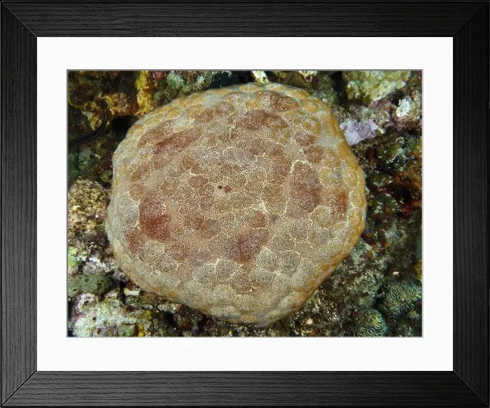 Framed Print : Round, patterned sea creature, large cushion starfish (Culcita novaeguineae) Framed Print : Round, patterned sea creature, large cushion starfish (Culcita novaeguineae)