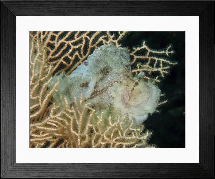 Framed Print : Close-up of a well-camouflaged fish Framed Print : Close-up of a well-camouflaged fish
