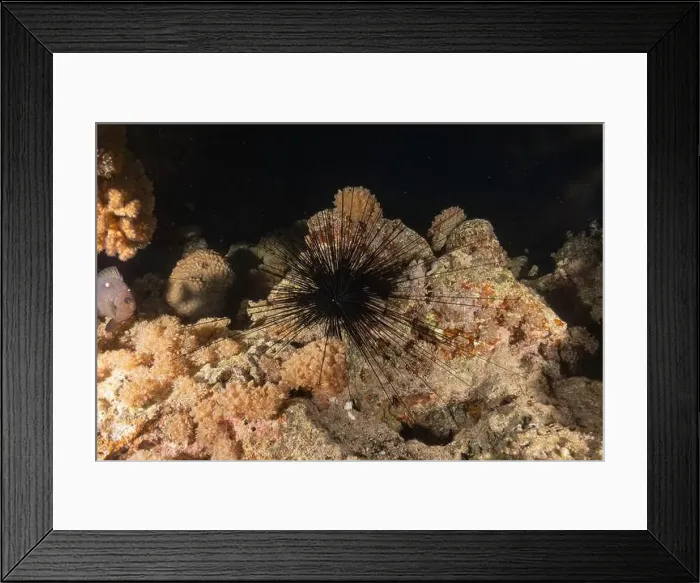 Framed Print : Red Sea Urchin in the Red Sea Colorful and beautiful, Eilat Israel Framed Print : Red Sea Urchin in the Red Sea Colorful and beautiful, Eilat Israel