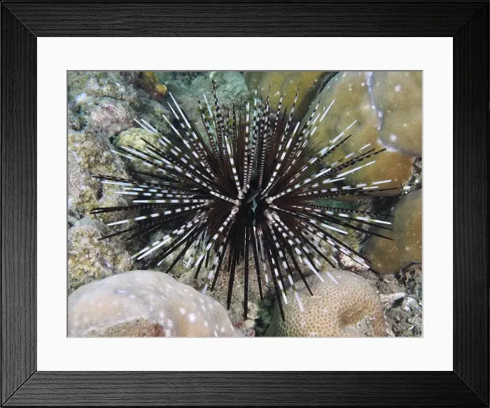 Framed Print : Arbacia lixula with long spines Framed Print : Arbacia lixula with long spines