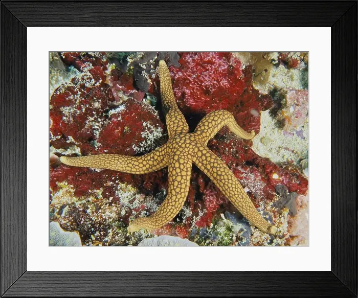 Framed Print : New Caledonia starfish, yellow net starfish (Nardoa novaecaledoniae) Framed Print : New Caledonia starfish, yellow net starfish (Nardoa novaecaledoniae)