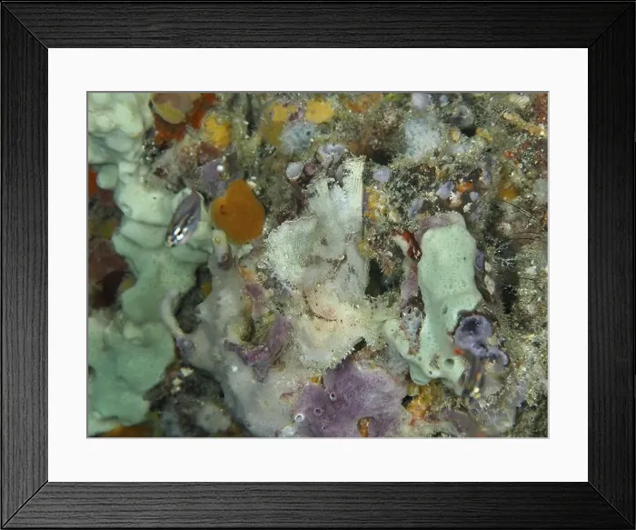 Framed Print : A well-camouflaged fish, the rocking fish (Taenianotus triacanthus) Framed Print : A well-camouflaged fish, the rocking fish (Taenianotus triacanthus)