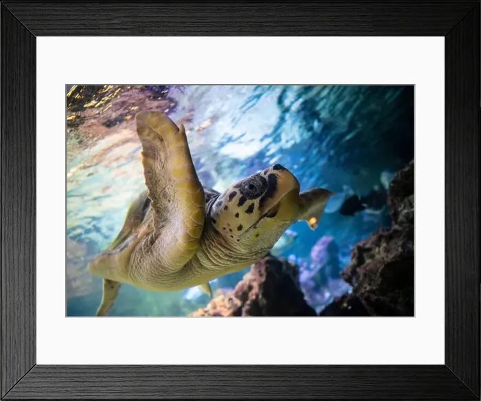 Framed Print : The loggerhead sea turtle (Caretta caretta) swim in the Genoa Aquarium Framed Print : The loggerhead sea turtle (Caretta caretta) swim in the Genoa Aquarium