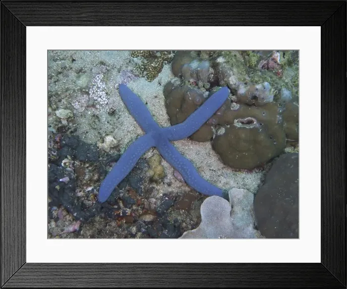 Framed Print : Blue starfish (blue Linckia laevigata) on coral reef Framed Print : Blue starfish (blue Linckia laevigata) on coral reef