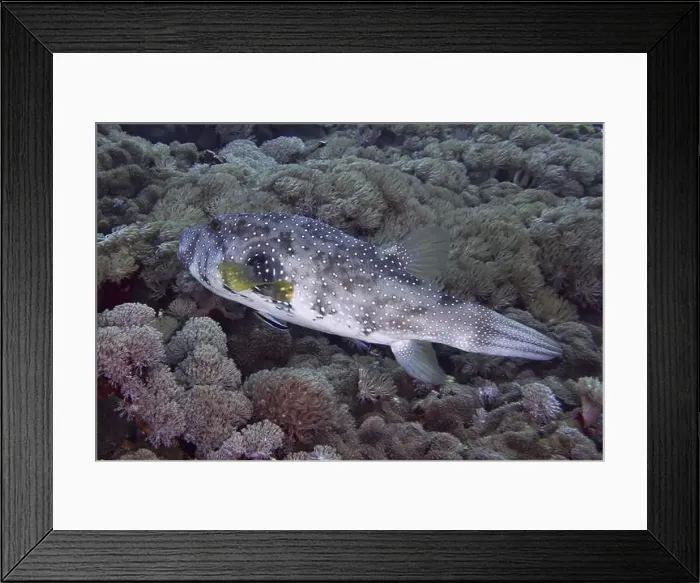 Framed Print : A spotted white-spotted pufferfish (Arothron hispidus) moves through a coral reef with dense vegetation Framed Print : A spotted white-spotted pufferfish (Arothron hispidus) moves through a coral reef with dense vegetation