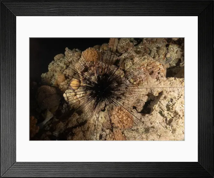 Framed Print : Red Sea Urchin in the Red Sea Colorful and beautiful, Eilat Israel Framed Print : Red Sea Urchin in the Red Sea Colorful and beautiful, Eilat Israel