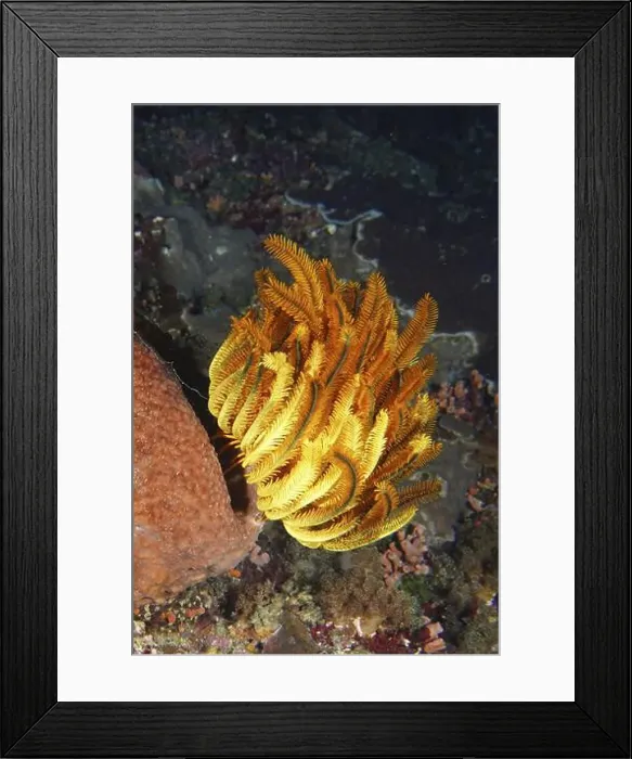 Framed Print : Intense orange-yellow Yellow Feather Star