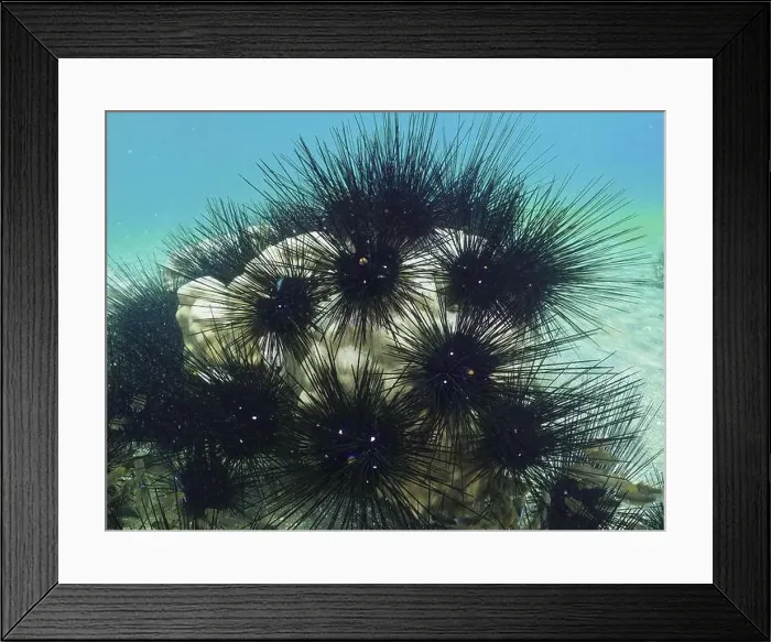 Framed Print : Several sea urchins with long spines Framed Print : Several sea urchins with long spines