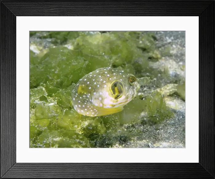 Framed Print : A spotted juvenile, white spotted pufferfish (Arothron hispidus) Framed Print : A spotted juvenile, white spotted pufferfish (Arothron hispidus)