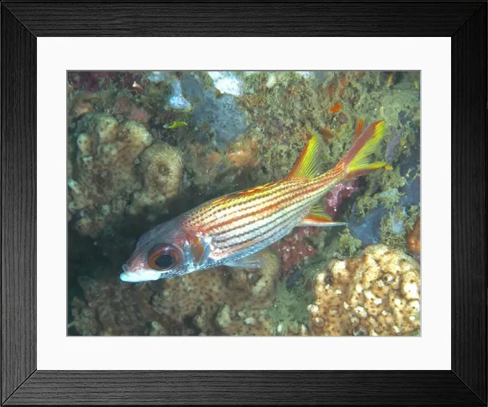 Framed Print : Brightly striped fish, silverfin hussarfish (Neoniphon argenteus) Framed Print : Brightly striped fish, silverfin hussarfish (Neoniphon argenteus)