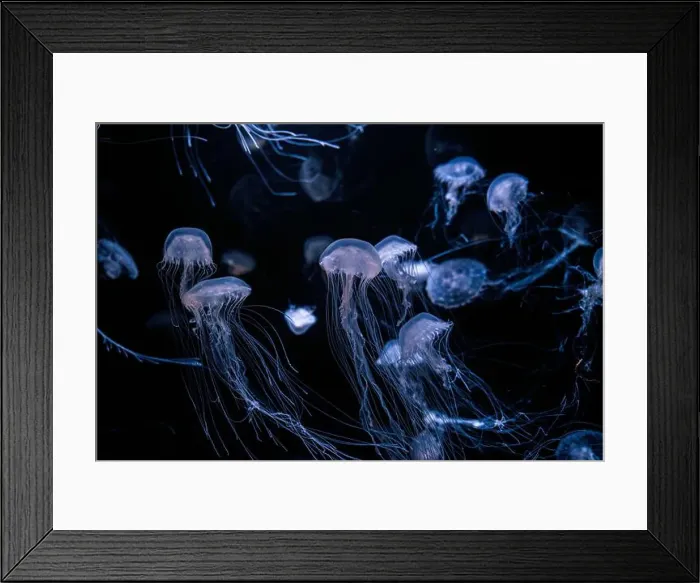Framed Print : Group of Atlantic sea nettle, Chrysaora quinquecirrha Framed Print : Group of Atlantic sea nettle, Chrysaora quinquecirrha