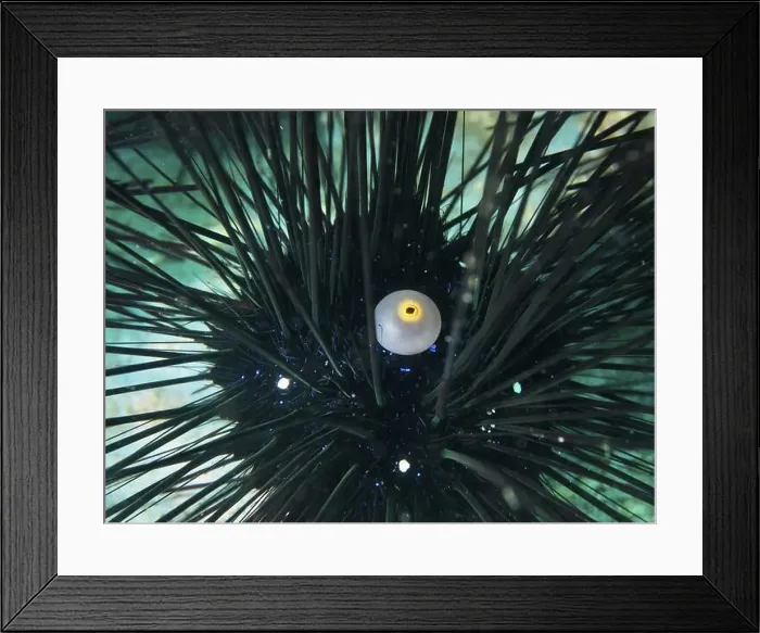 Framed Print : Close-up of a sea urchin with long spines and a yellow eye Framed Print : Close-up of a sea urchin with long spines and a yellow eye