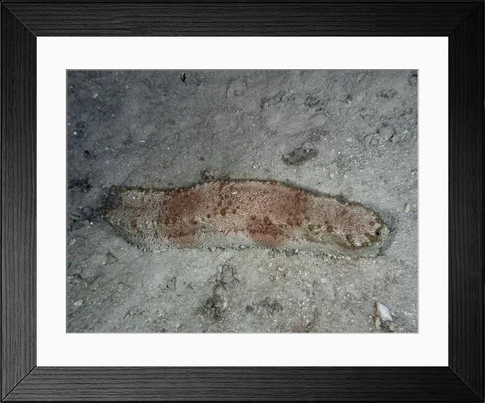 Framed Print : Sea cucumber, box sea cucumber (Thelenota anax) Framed Print : Sea cucumber, box sea cucumber (Thelenota anax)