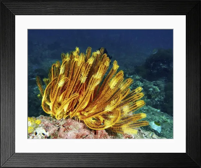 Framed Print : Bright orange-yellow Yellow Feather Star Framed Print : Bright orange-yellow Yellow Feather Star