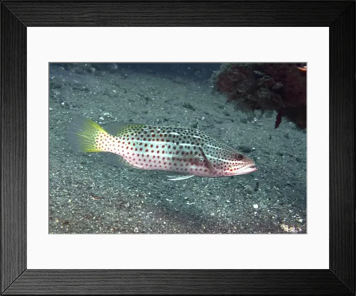 Framed Print : Spotted fish, pointed grouper (Anyperodon leucogrammicus) Framed Print : Spotted fish, pointed grouper (Anyperodon leucogrammicus)