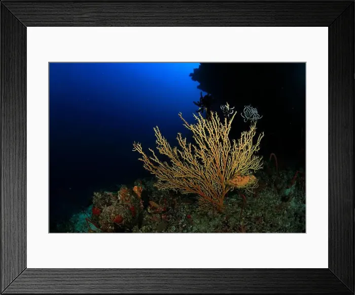 Framed Print : Soft coral of yellow tones in reef with the blue of the ocean in the background Framed Print : Soft coral of yellow tones in reef with the blue of the ocean in the background