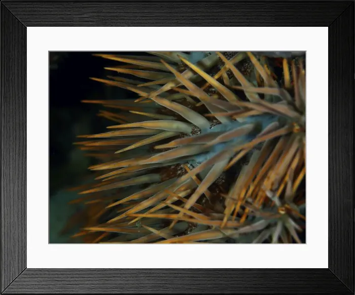 Framed Print : Close-up of the long, pointed spines of a starfish Framed Print : Close-up of the long, pointed spines of a starfish