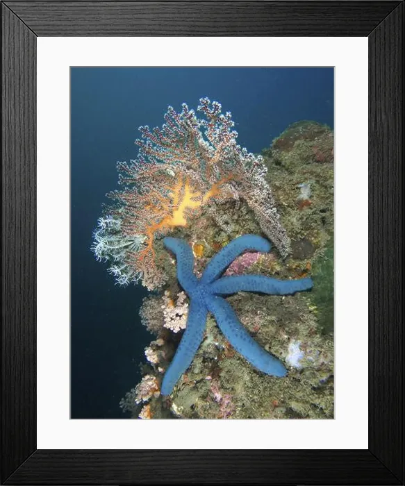 Framed Print : Blue starfish (blue Linckia laevigata) in a coral reef next to colourful soft corals Framed Print : Blue starfish (blue Linckia laevigata) in a coral reef next to colourful soft corals