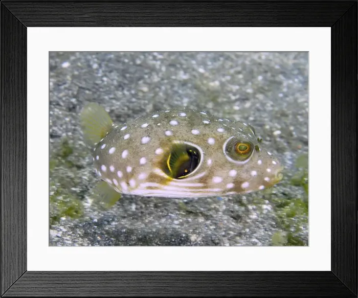 Framed Print : A spotted pufferfish, white spotted pufferfish (Arothron hispidus) juvenile Framed Print : A spotted pufferfish, white spotted pufferfish (Arothron hispidus) juvenile