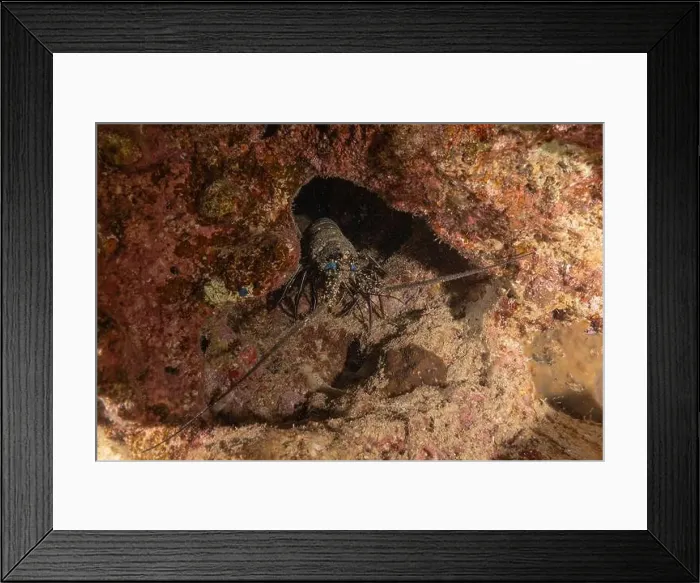 Framed Print : Lobster at the Red Sea Colorful and beautiful, Eilat Israel Framed Print : Lobster at the Red Sea Colorful and beautiful, Eilat Israel