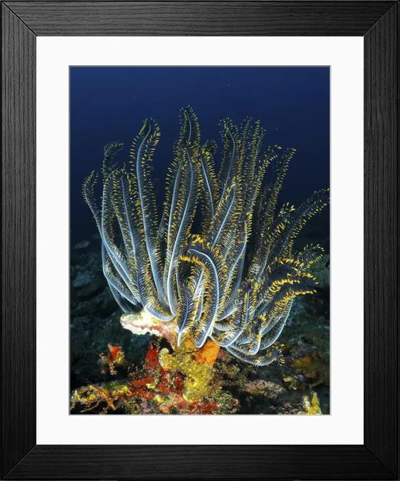 Framed Print : Majestic blue-yellow feather star Framed Print : Majestic blue-yellow feather star
