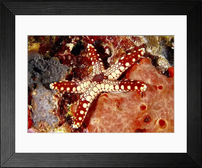 Framed Print : Red and beige starfish, pearl starfish (Fromia monilis) Framed Print : Red and beige starfish, pearl starfish (Fromia monilis)