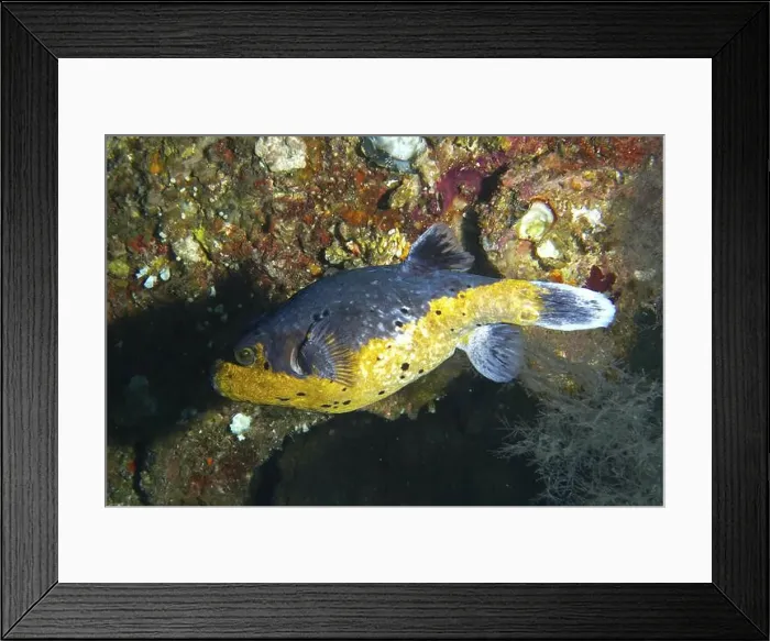 Framed Print : Blackspotted pufferfish (Arothron nigropunctatus) in the wreck of the USAT Liberty Framed Print : Blackspotted pufferfish (Arothron nigropunctatus) in the wreck of the USAT Liberty