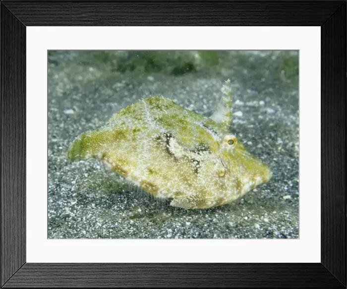 Framed Print : Seagrass filefish (Acreichthys tomentosus) resting on the sandy bottom of the sea Framed Print : Seagrass filefish (Acreichthys tomentosus) resting on the sandy bottom of the sea