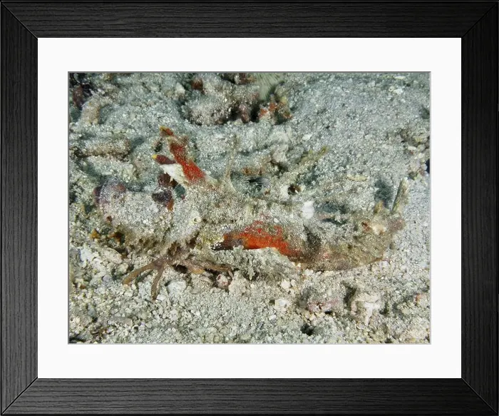 Framed Print : A well camouflaged creature, Spiny Devilfish (Inimicus didactylus) Framed Print : A well camouflaged creature, Spiny Devilfish (Inimicus didactylus)