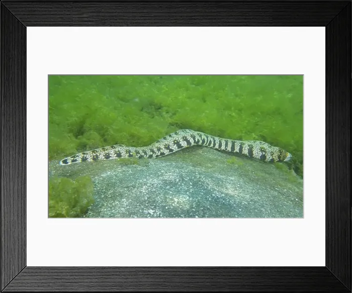 Framed Print : A speckled moray eel, star spotted moray eel (Echidna nebulosa) Framed Print : A speckled moray eel, star spotted moray eel (Echidna nebulosa)