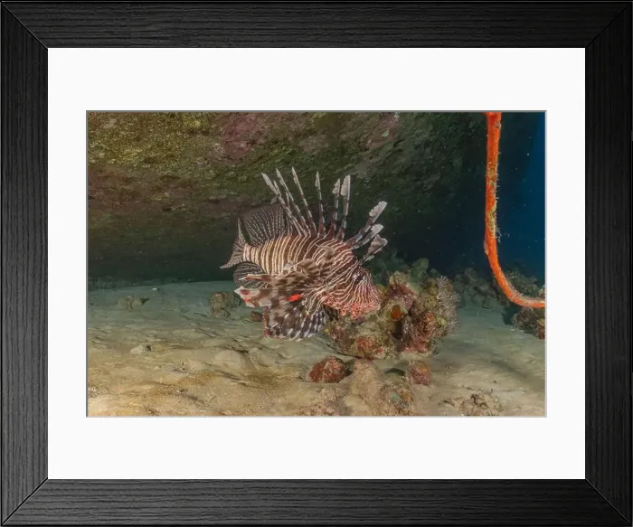 Framed Print : Lionfish (Pterois miles) in the Red Sea colorful fish, Eilat Israel Framed Print : Lionfish (Pterois miles) in the Red Sea colorful fish, Eilat Israel