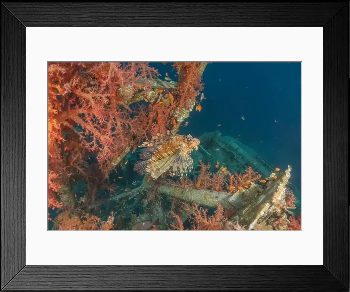 Framed Print : Lionfish (Pterois miles) in the Red Sea colorful fish, Eilat Israel Framed Print : Lionfish (Pterois miles) in the Red Sea colorful fish, Eilat Israel