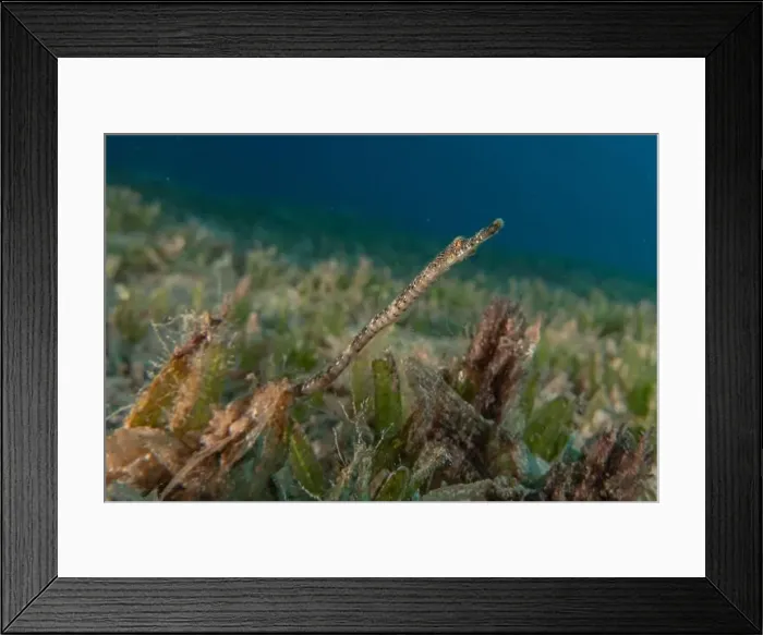 Framed Print : Sea Horse in the Red Sea Colorful and beautiful, Eilat Israel Framed Print : Sea Horse in the Red Sea Colorful and beautiful, Eilat Israel