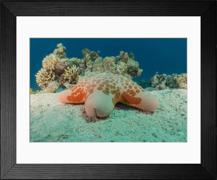 Framed Print : Starfish On the seabed in the Red Sea, Eilat Israel