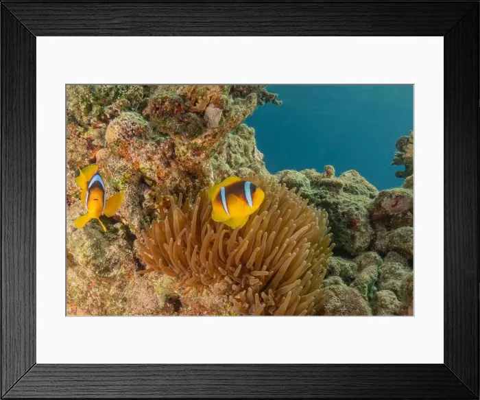 Framed Print : Clown-fish anemonefish in the Red Sea Colorful and beautiful, Eilat Israel Framed Print : Clown-fish anemonefish in the Red Sea Colorful and beautiful, Eilat Israel