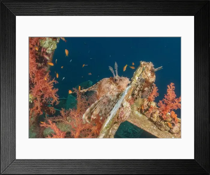 Framed Print : Lionfish (Pterois miles) in the Red Sea colorful fish, Eilat Israel Framed Print : Lionfish (Pterois miles) in the Red Sea colorful fish, Eilat Israel