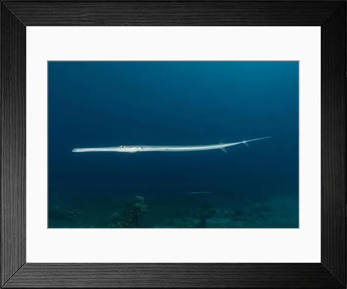 Framed Print : Squid in the Red Sea Colorful and beautiful, Eilat Israel Framed Print : Squid in the Red Sea Colorful and beautiful, Eilat Israel