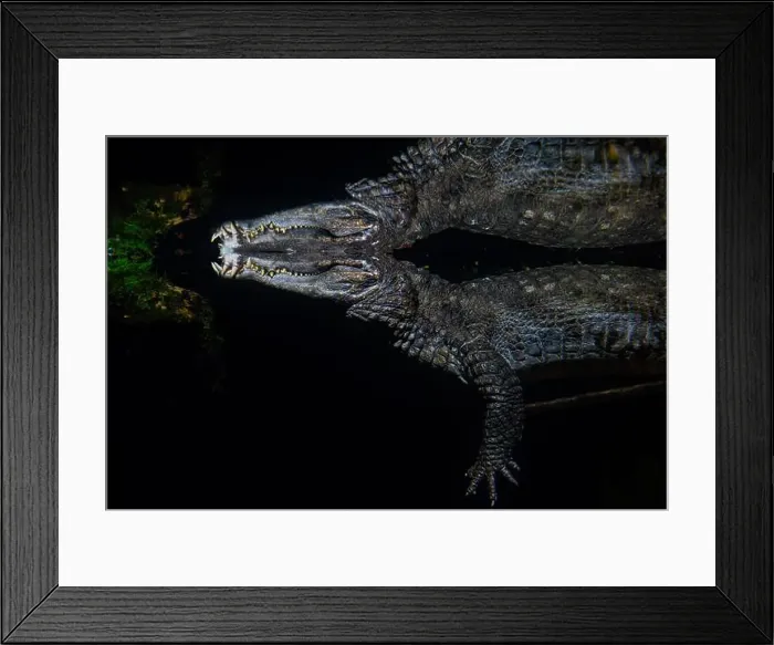 Framed Print : A Crocodile swims and waits underwater with an abstract reflection of the animal and the surrounding environment
