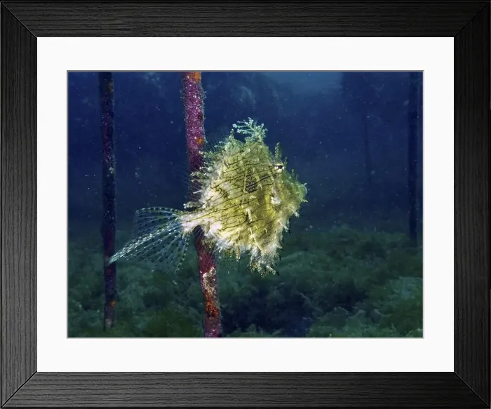 Framed Print : A jewellery filefish (Chaetodermis penicilligerus) Framed Print : A jewellery filefish (Chaetodermis penicilligerus)