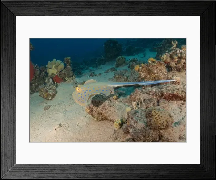 Framed Print : Blue-spotted stingray On the seabed in the Red Sea Eilat, Israel Framed Print : Blue-spotted stingray On the seabed in the Red Sea Eilat, Israel