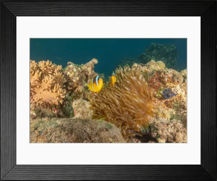 Framed Print : Clown-fish anemonefish in the Red Sea Colorful and beautiful, Eilat Israel Framed Print : Clown-fish anemonefish in the Red Sea Colorful and beautiful, Eilat Israel