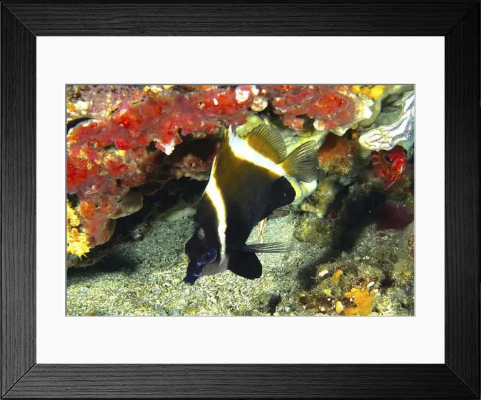 Framed Print : Black and white fish, Horned bannerfish (Heniochus varius) Framed Print : Black and white fish, Horned bannerfish (Heniochus varius)