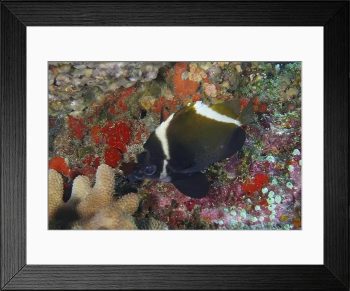 Framed Print : Black and white fish, Horned bannerfish (Heniochus varius) Framed Print : Black and white fish, Horned bannerfish (Heniochus varius)