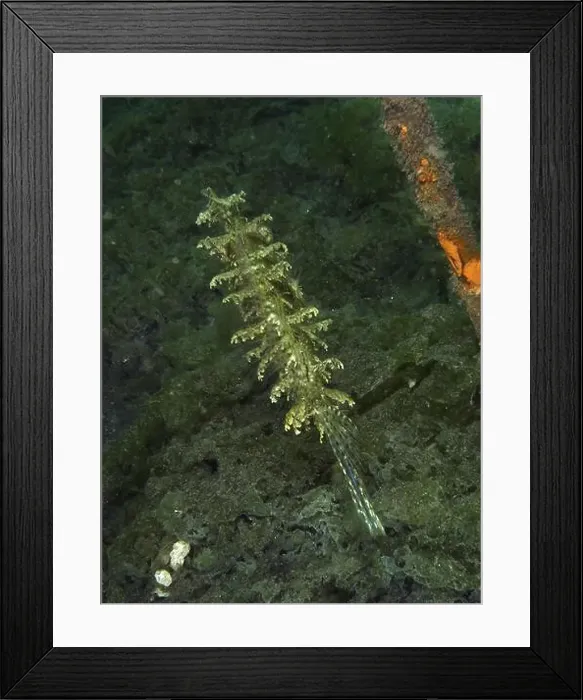 Framed Print : A jewellery filefish (Chaetodermis penicilligerus) Framed Print : A jewellery filefish (Chaetodermis penicilligerus)