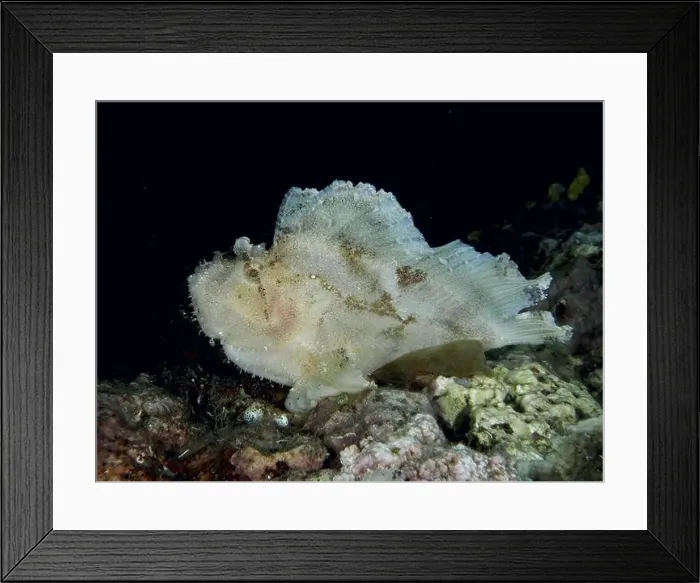 Framed Print : Pale reef fish, rocking fish (Taenianotus triacanthus) Framed Print : Pale reef fish, rocking fish (Taenianotus triacanthus)