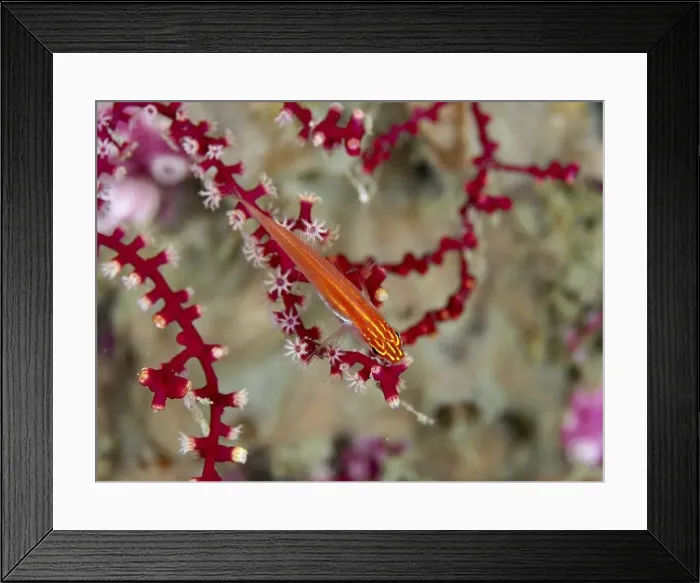 Framed Print : Red fish, black-bellied goby (Eviota atriventris) Framed Print : Red fish, black-bellied goby (Eviota atriventris)