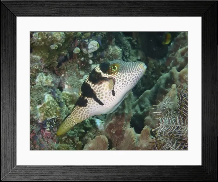 Framed Print : Pufferfish with unique pattern Framed Print : Pufferfish with unique pattern