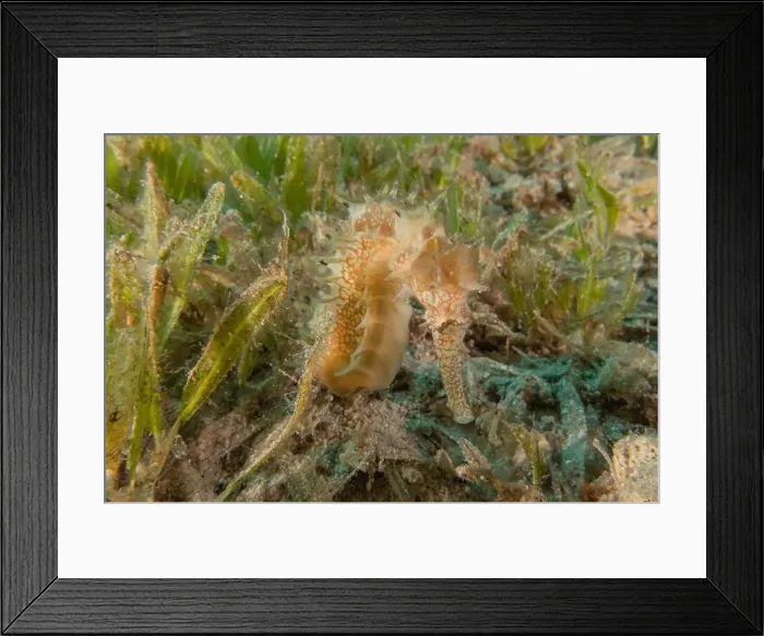 Framed Print : Sea Horse in the Red Sea Colorful and beautiful, Eilat Israel Framed Print : Sea Horse in the Red Sea Colorful and beautiful, Eilat Israel