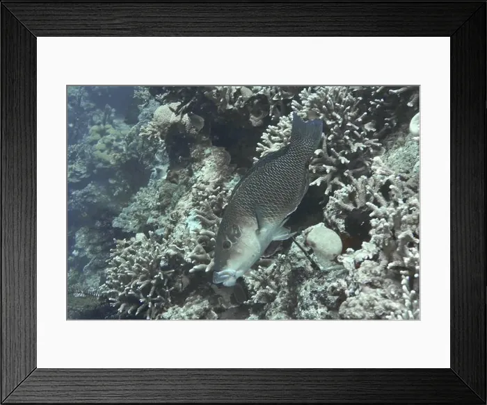 Framed Print : A black-eyed thicklip (Hemigymnus melapterus) swimming between dense coral structures Framed Print : A black-eyed thicklip (Hemigymnus melapterus) swimming between dense coral structures