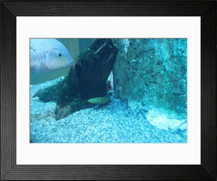 Framed Print : Paraneetroplus breidohri and Vieja breidohri and Erpetoichthys calabaricus in the aquarium close-up Framed Print : Paraneetroplus breidohri and Vieja breidohri and Erpetoichthys calabaricus in the aquarium close-up